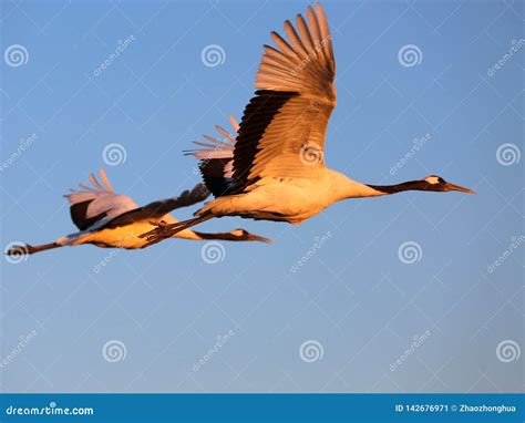 Red Crowned Cranes Flight Features Stock Image Image Of Bodyn Angel