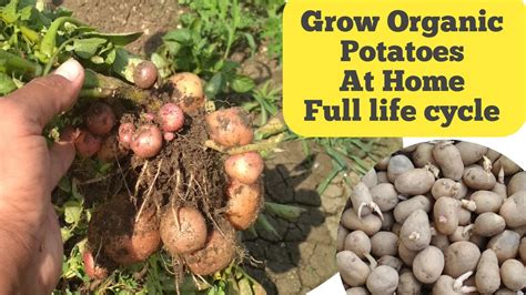 How To Grow Potatoes At Home With Full Updates Organic आलू कैसे उगाऐ घर पर । Youtube