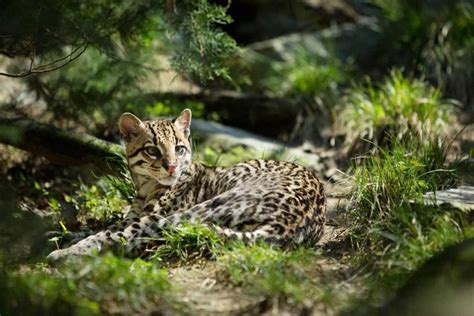 The Animals of the Sian Ka’an Biosphere Reserve