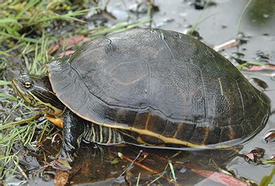 Turtles Of Virginia