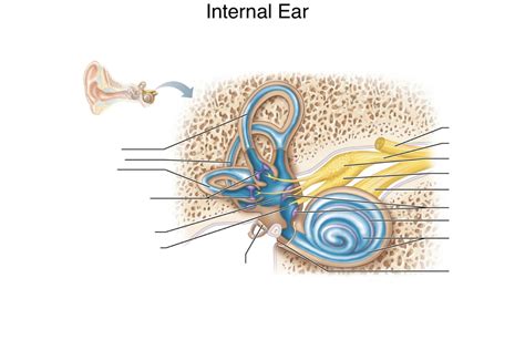 Ct Bony Labyrinth Of The Ear Structures Diagram Quizlet