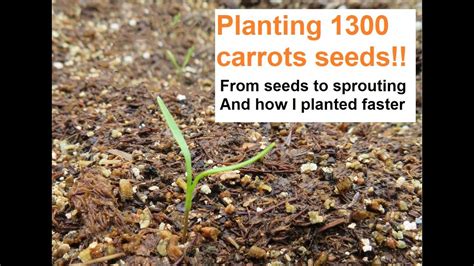 Planting 1300 Carrots Speeding Up My Carrot Seeding YouTube