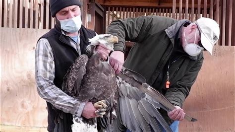 Rehabilitating A Bald Eagle With Lead Poisoning Youtube