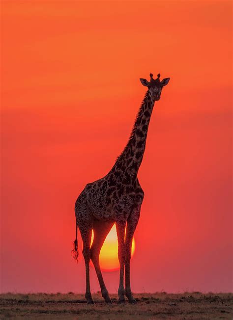 Sunset Giraffe Photograph by Henry Zhao