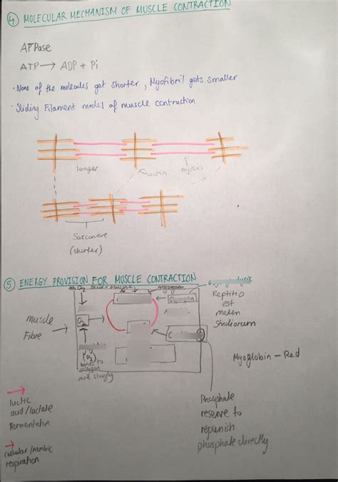 Locomotion Energy Supply During Muscle Contraction Diagram Quizlet