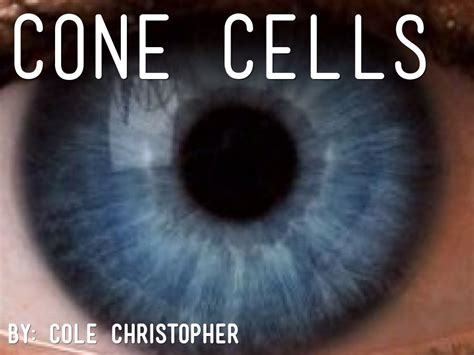 Cone Cells by Cole Christopher