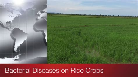 Bacterial Diseases On Rice Crops Youtube