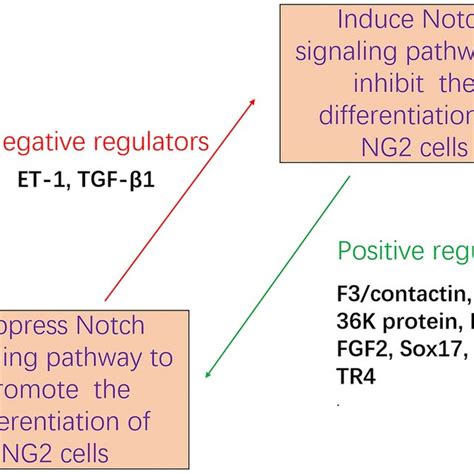 Regulation Of The Differentiation Of Ng2 Cells By The Notch Signaling Download Scientific