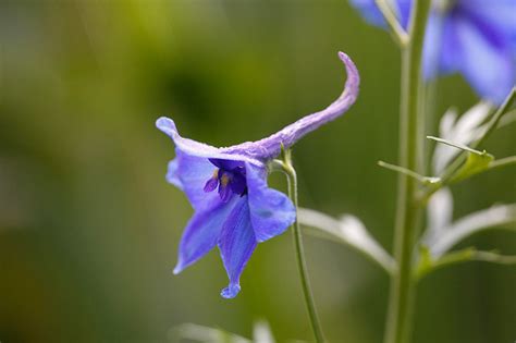 Of The Best Delphinium Cultivars For Your Flower Beds