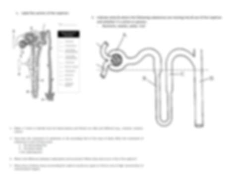 Solution Nephron Function Animation Worksheet Studypool