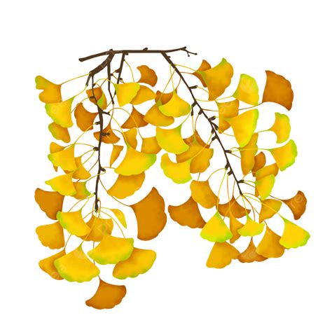 Cartoon Ginkgo Png Vector Psd And Clipart With Transparent