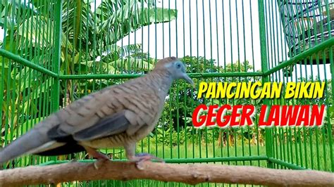 Perkutut Lokal Gacor Pancingan Bikin Geger Lawan Youtube