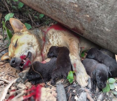 Desgarrador Sacrificio Acto Heroico De Una Madre Perro Para Proteger A