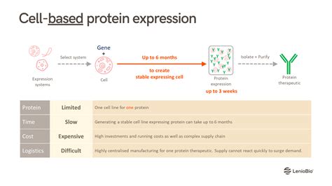 Cell Free Protein Expression And Boundaries Of Protein Production