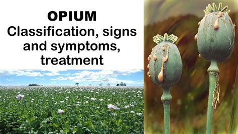 Opium Classification Signs And Symptoms Treatment Youtube