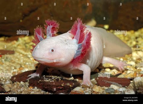 / Axolotl (Ambystoma mexicanum) | ajolote mexicano (Ambystoma mexicanum ...