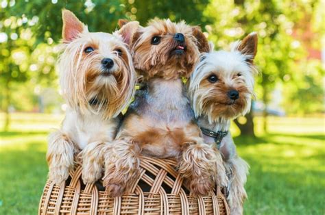 Difference Between Teacup Yorkies And Yorkies