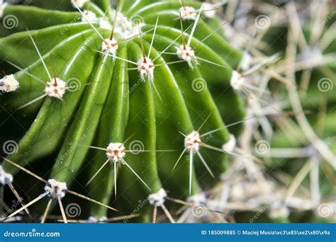 Cactus Spiky Succulent Green Plants With Thorns And Cobwebs Stock Photo