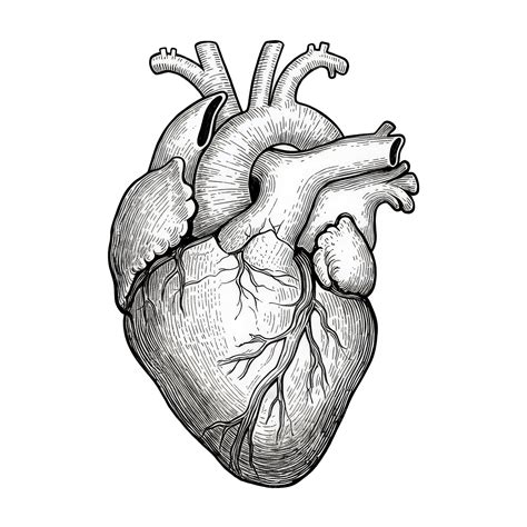 Detailed Anatomical Illustration Of A Human Heart, Anatomical Heart