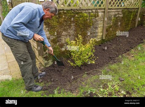 Planting A Sarcococca Confusa Hi Res Stock Photography And Images Alamy