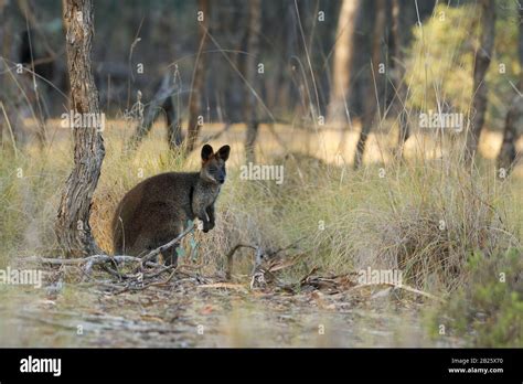 Swamp Wallaby Wallabia Bicolor Small Macropod Marsupial Of Eastern