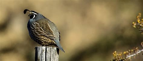 California Quail Cascade Loop