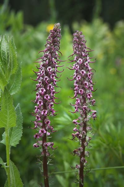 Bob Keller Photography Northwest Wildflowers