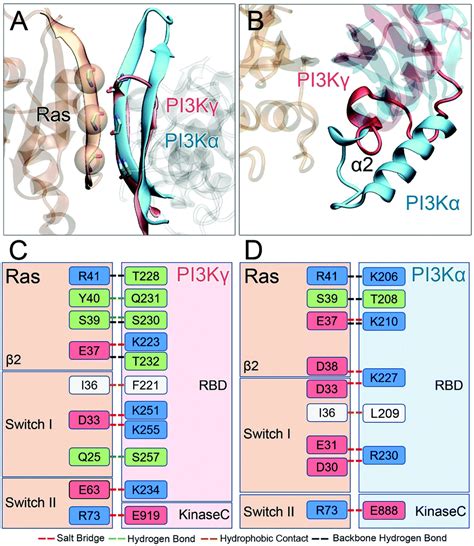 The Structural Basis For Ras Activation Of Pi K Lipid Kinase