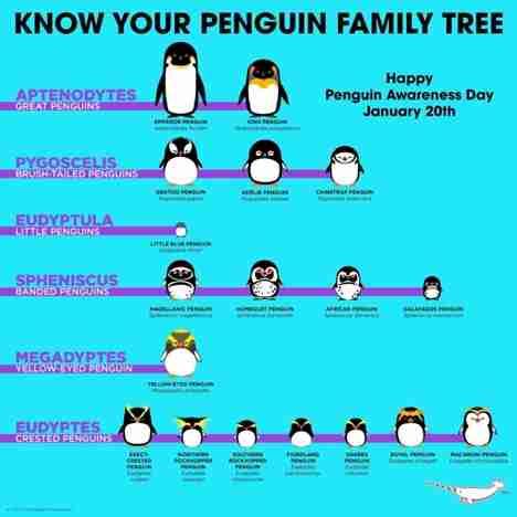 Life Of Penguins Penguin Species And Taxonomy