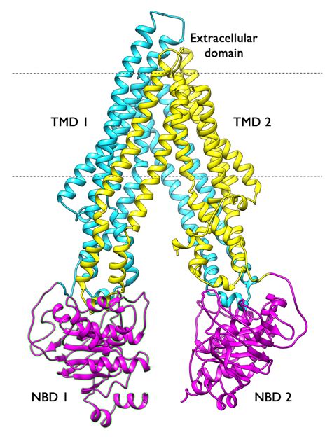 Glycoprotein Molecule