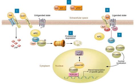 Figure 3 The Wntβ Catenin Signaling Pathway That Is Critical For