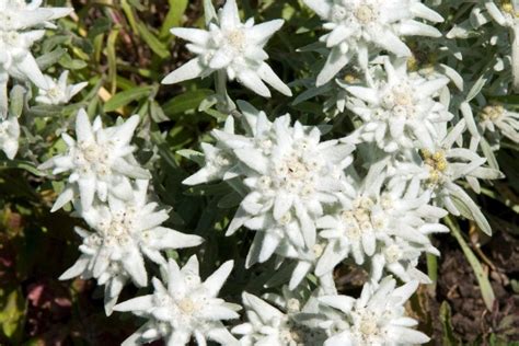 Edelweiss Flower Meaning Symbolism Of A Wild White Flower Plantisima