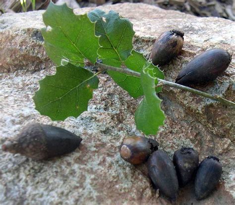 California live oak trees: valuable source of acorn meal for early ...