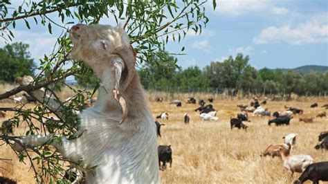 Will Goats Really Eat Anything And Other Cool Goat Facts