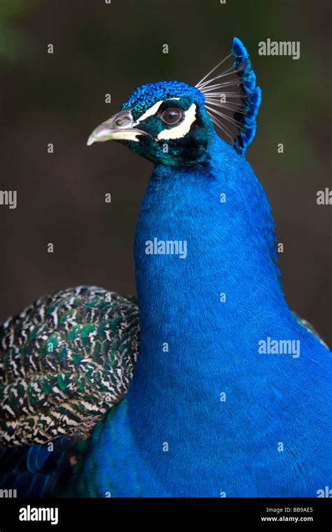 Indian Blue Peacock At The Los Angeles County Arboretum And Botanical