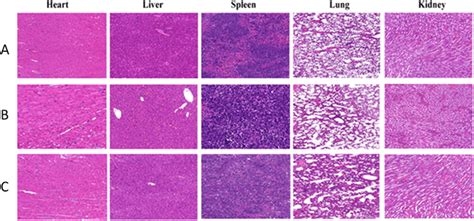 Histopathological Analysis Of Major Organs Collected From The Mice