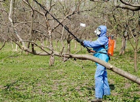 Побелка деревьев весной — обработка плодовых деревьев от вредителей