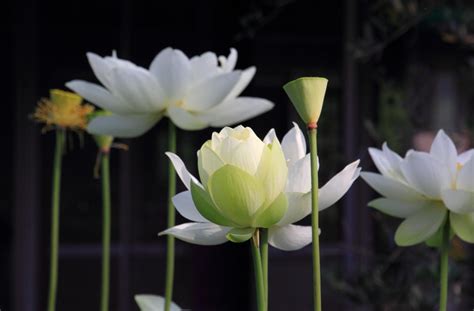 White Petal Flower Hd Wallpaper Wallpaper Flare