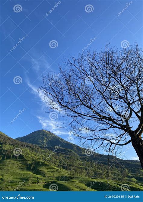 Green scenery stock image. Image of tree, hill, cloud - 267020185