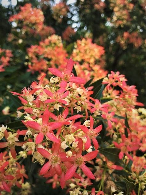 Plantfiles Pictures Ceratopetalum Species Christmas Bush New South