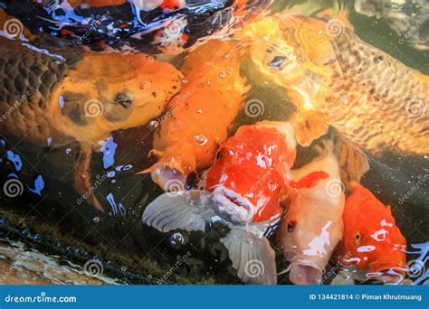 Peixes Extravagantes Do Koi Da Carpa Na Lagoa Foto De Stock Imagem De