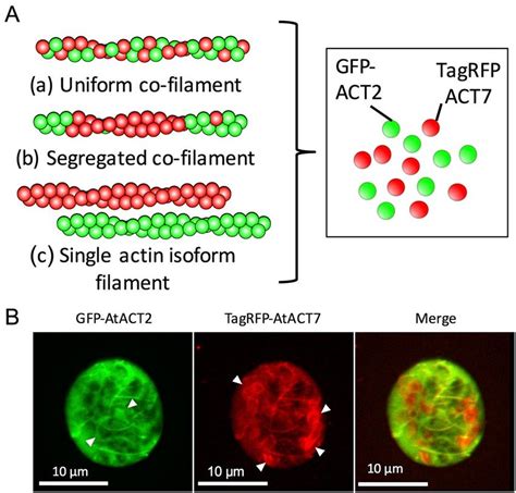 Distribution Of Gfp Atact And Tagrfp Atact In Arabidopsis