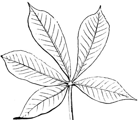 Compound Leaf | ClipArt ETC