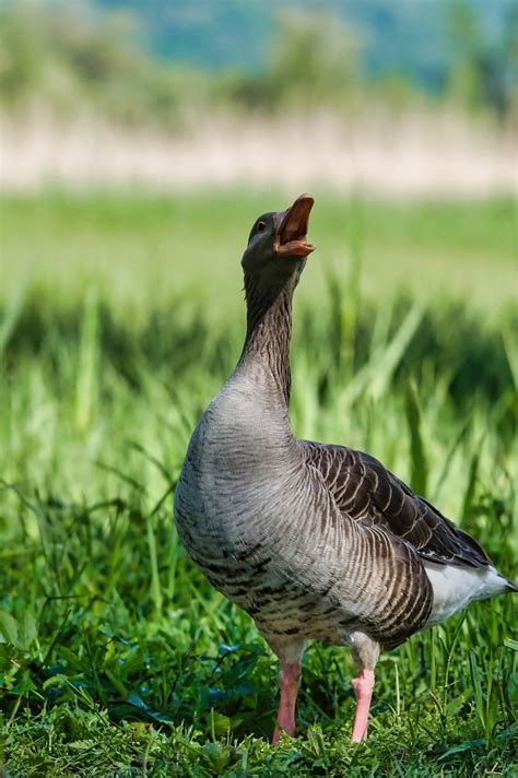 Angsa Greylag Burung Anser Foto Gratis Di Pixabay Pixabay