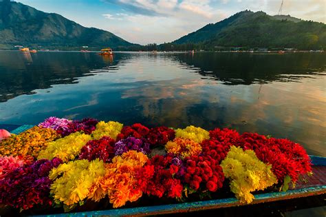 Jammu And Kashmir Flowers - 1000x666 Wallpaper - teahub.io