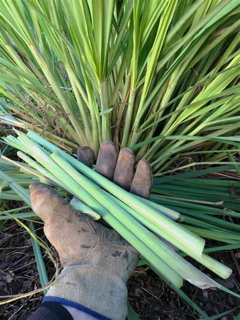 Complete Guide How To Grow Lemongrass Tyrant Farms