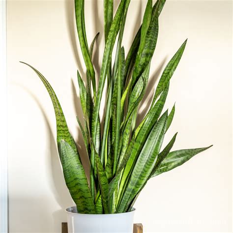 Plants Sansevieria Trifasciata Snake Plant Floral Garden Crafts Etna