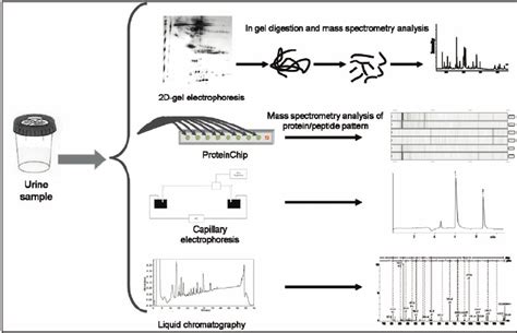 Gel Based And Gel Free Proteomics Methods In Urinary Proteome Analyses Download Scientific