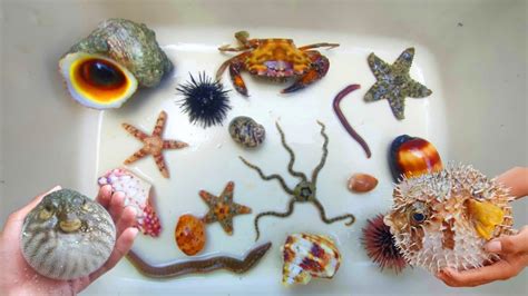 Seek And Find Starfish Hermitcrab Pufferfish Kepiting Ikan Hias