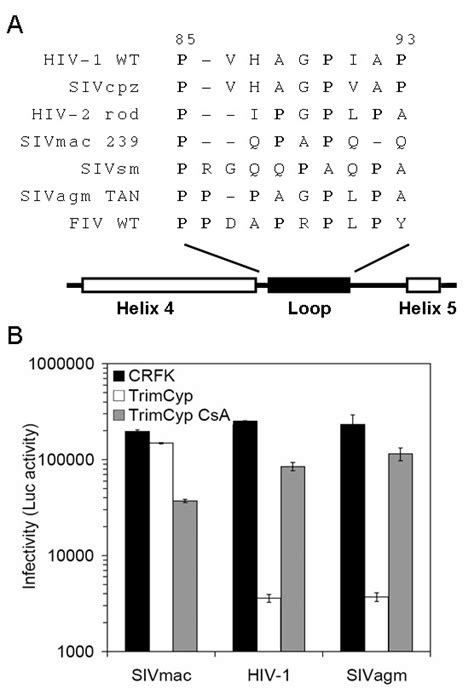 Cypa Ca Interaction In Sivmac Hiv And Sivagmtan A Sequence